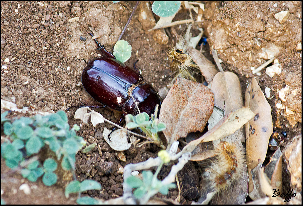 Cervo volante? No. Femmina di Oryctes nasicornis